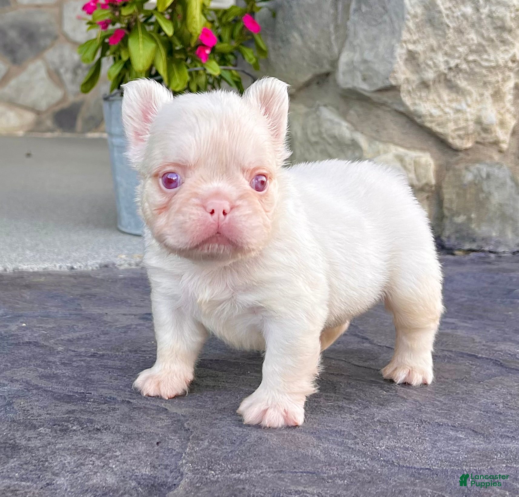 French Bulldog dogs Ace Pink - Ad 1