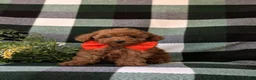 Toy Poodle dogs for sale: Wilson 7 lbs Full Grown - Ad 2