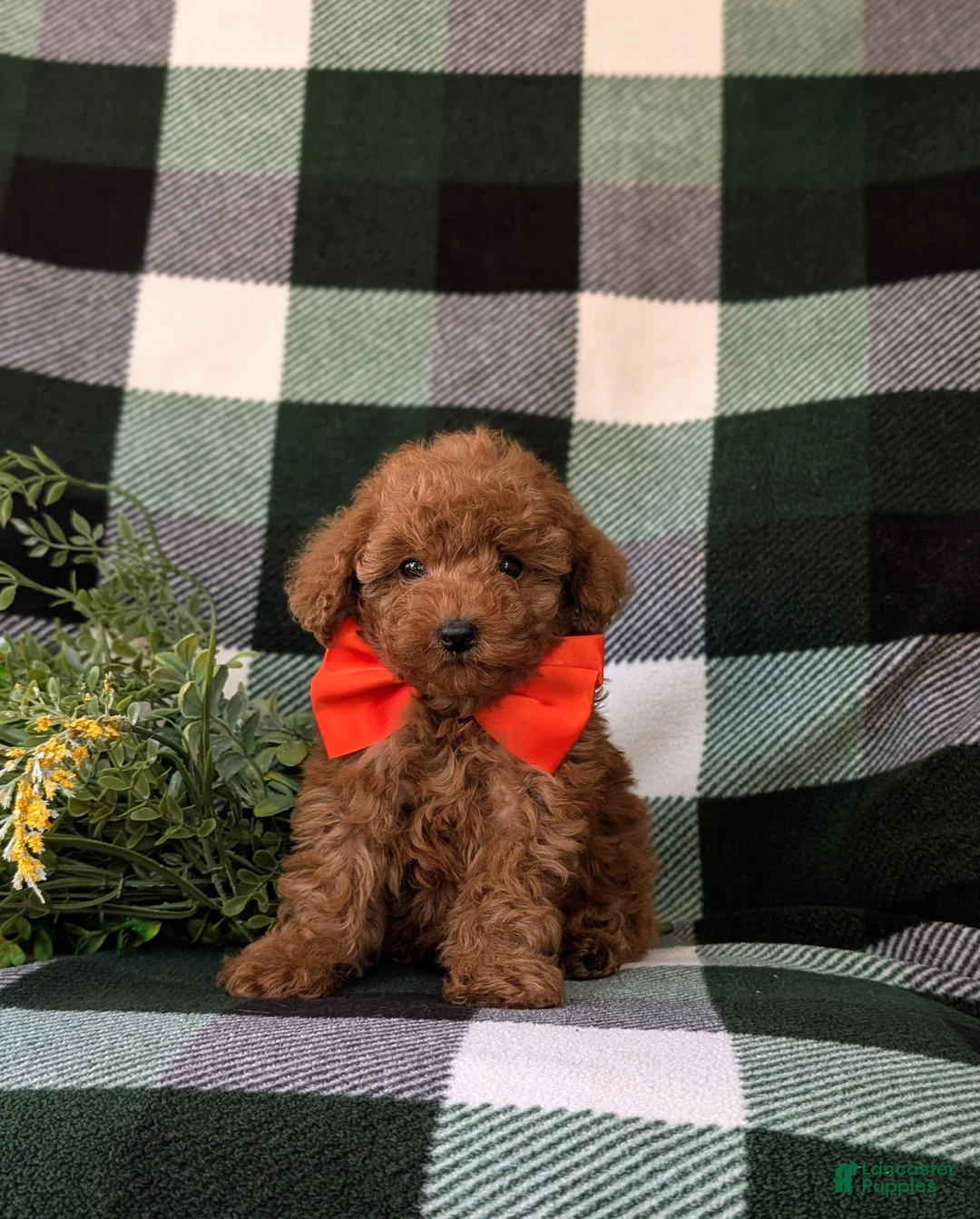 Toy Poodle dogs for sale: Wilson 7 lbs Full Grown - Ad 2
