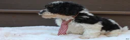Miniature Poodle dogs for sale: Milo - Ad 2