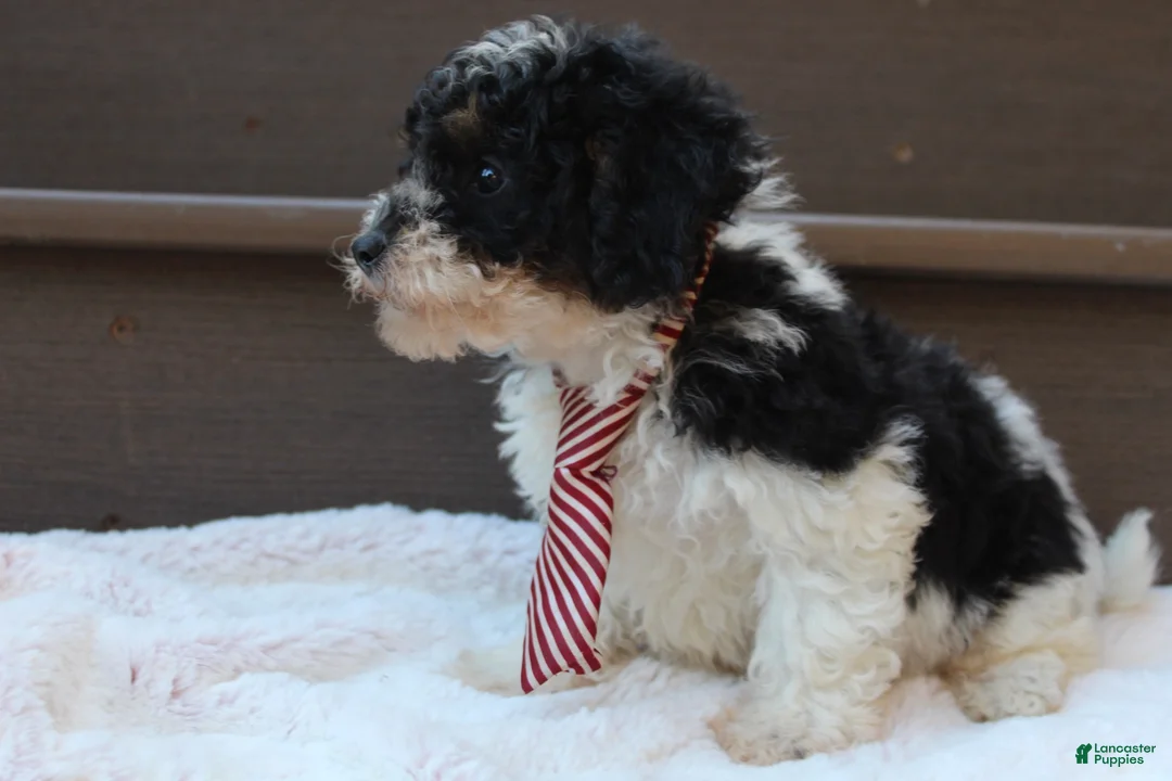 Miniature Poodle dogs for sale: Milo - Ad 2