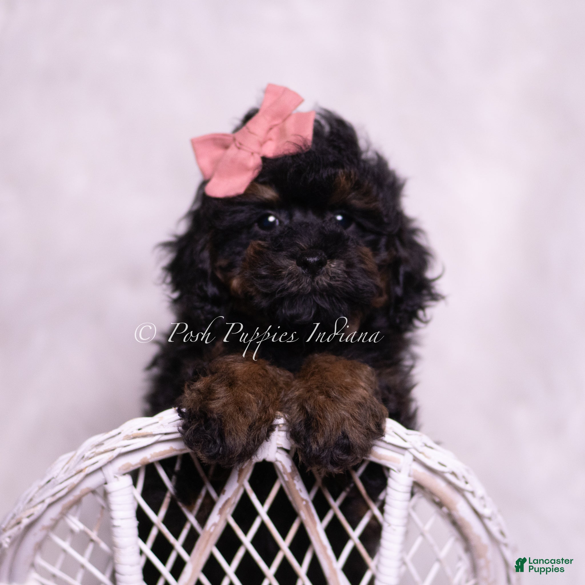 Toy Poodle dogs Glamour - Ad 18