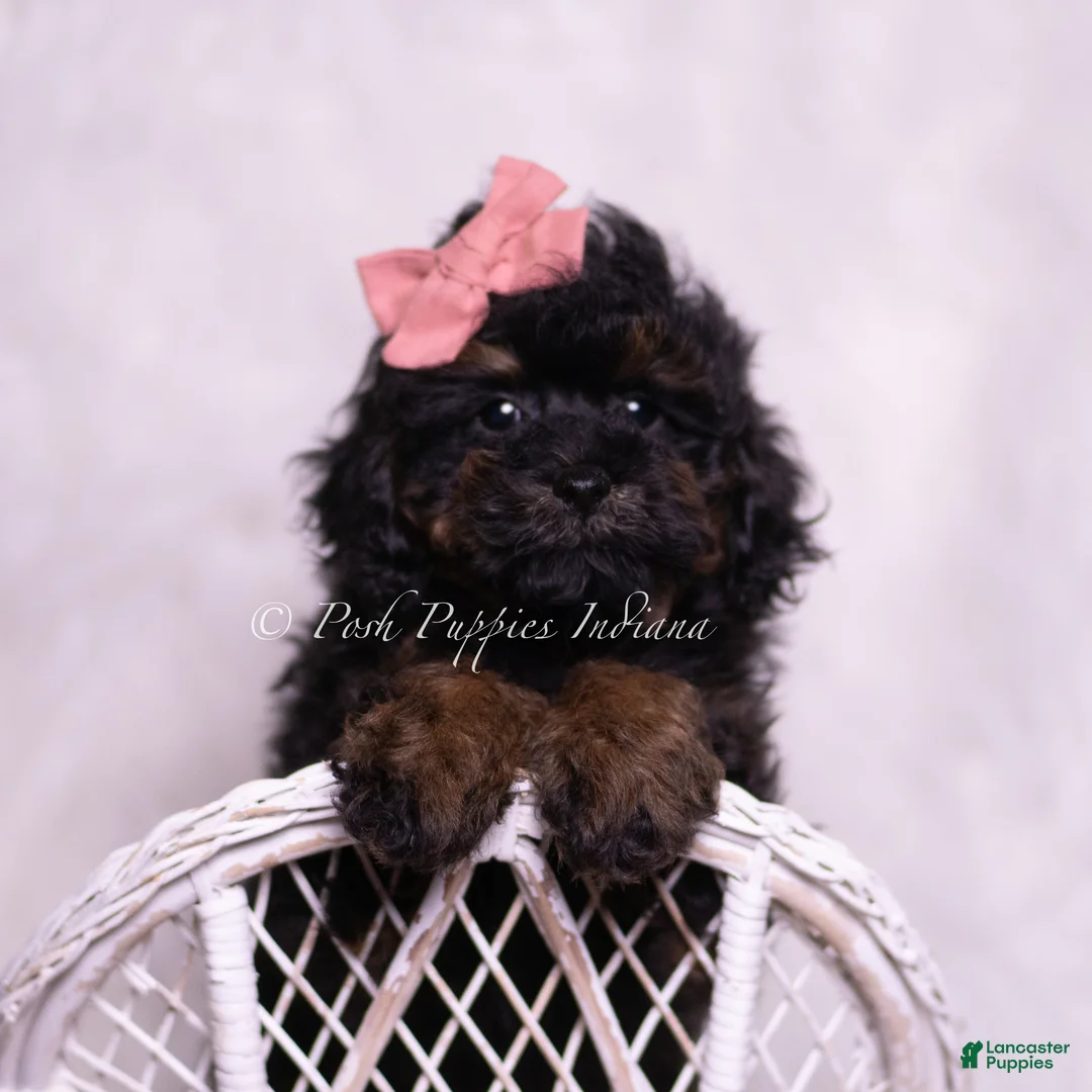 Toy Poodle dogs for sale: Glamour - Ad 1