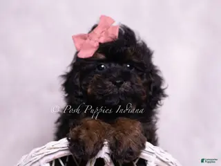 Toy Poodle dogs Glamour - Ad 18