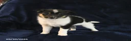 Mixed Breed dogs for sale: Sadie - Ad 1