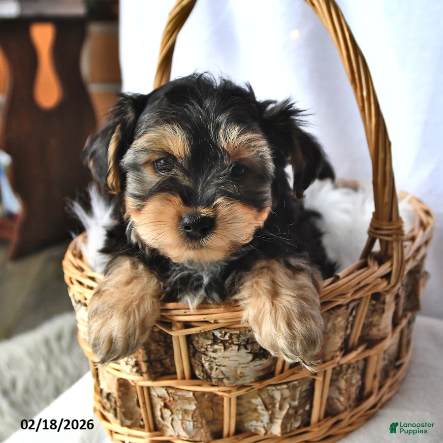 Morkie dogs Buddy - Ad 1