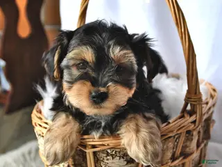 Morkie dogs for sale: Buddy - Ad 4