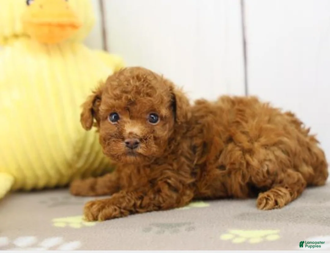 Toy Poodle dogs for sale: Toy Poodle Puppy 1 - Ad 2