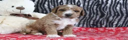 Mini Goldendoodle dogs for sale: Max - Ad 2