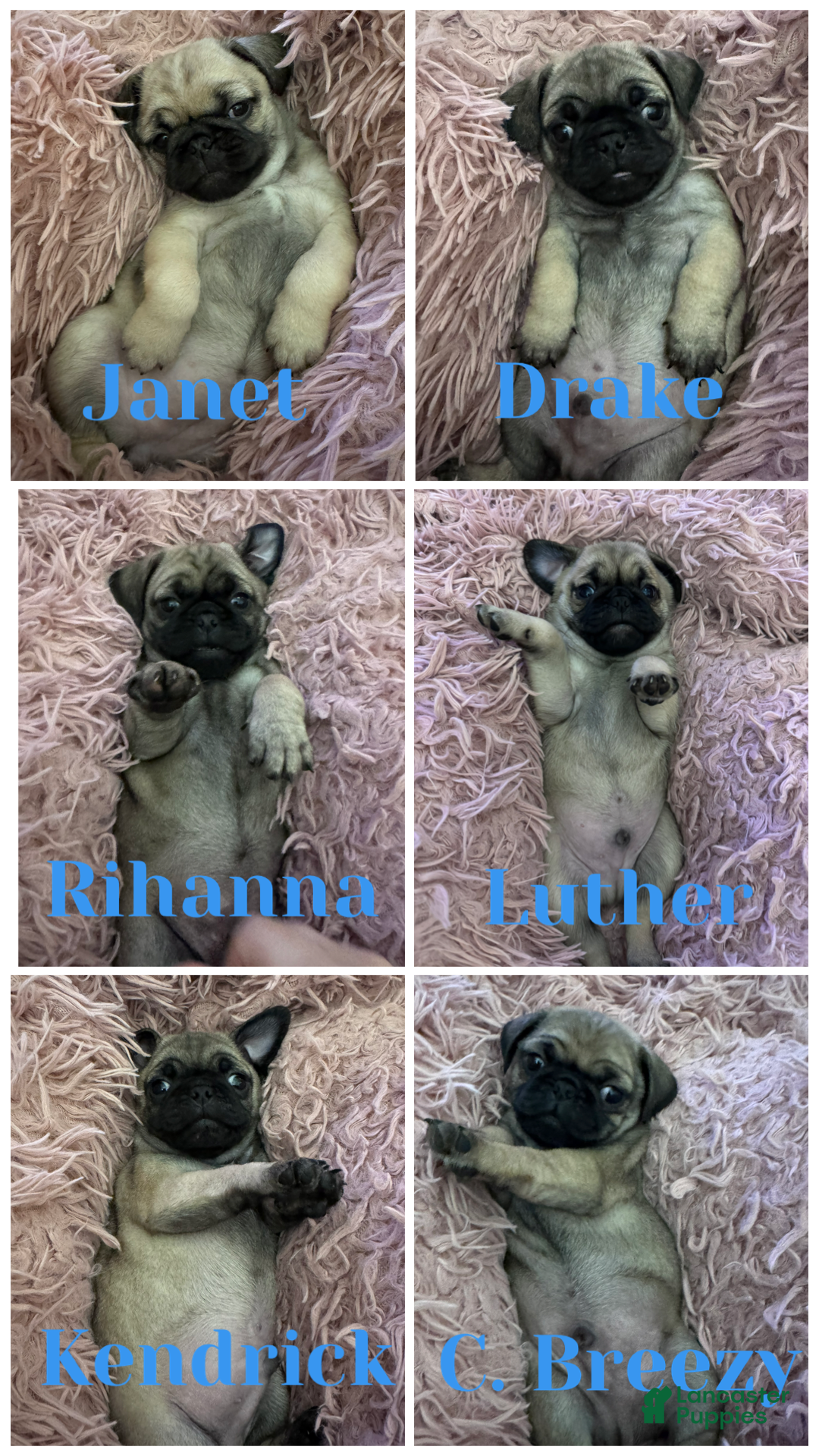 Pug dogs for sale: Pug Puppy 3 - Ad 3