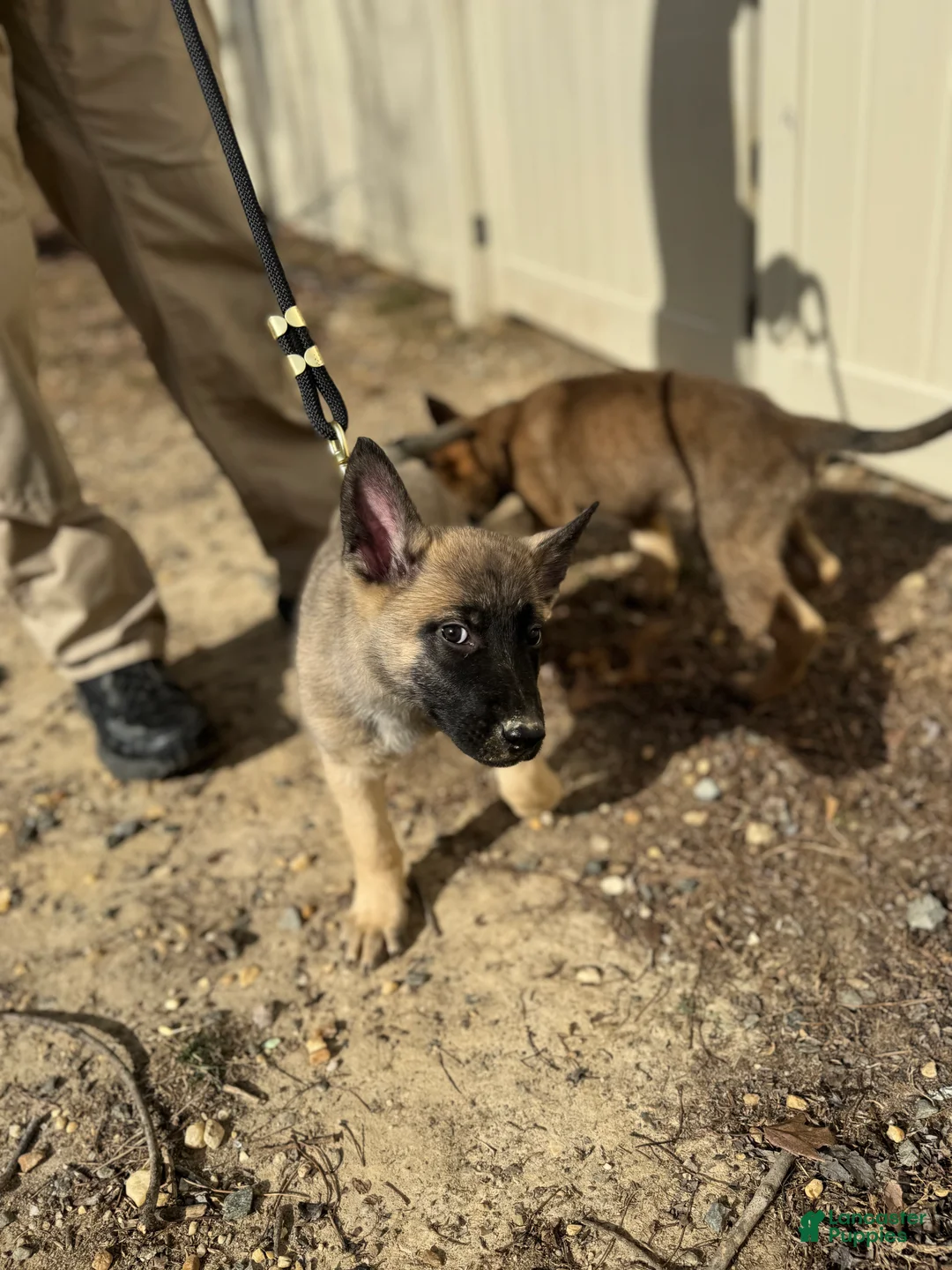 Mixed Breed dogs for sale: Grey - Ad 3