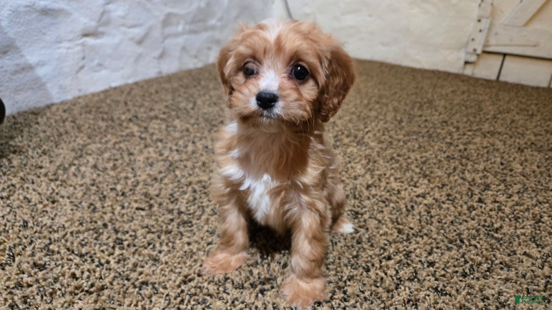 Cavapoo dogs for sale: Whitney - Ad 6
