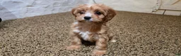 Cavapoo dogs for sale: Whitney - Ad 6