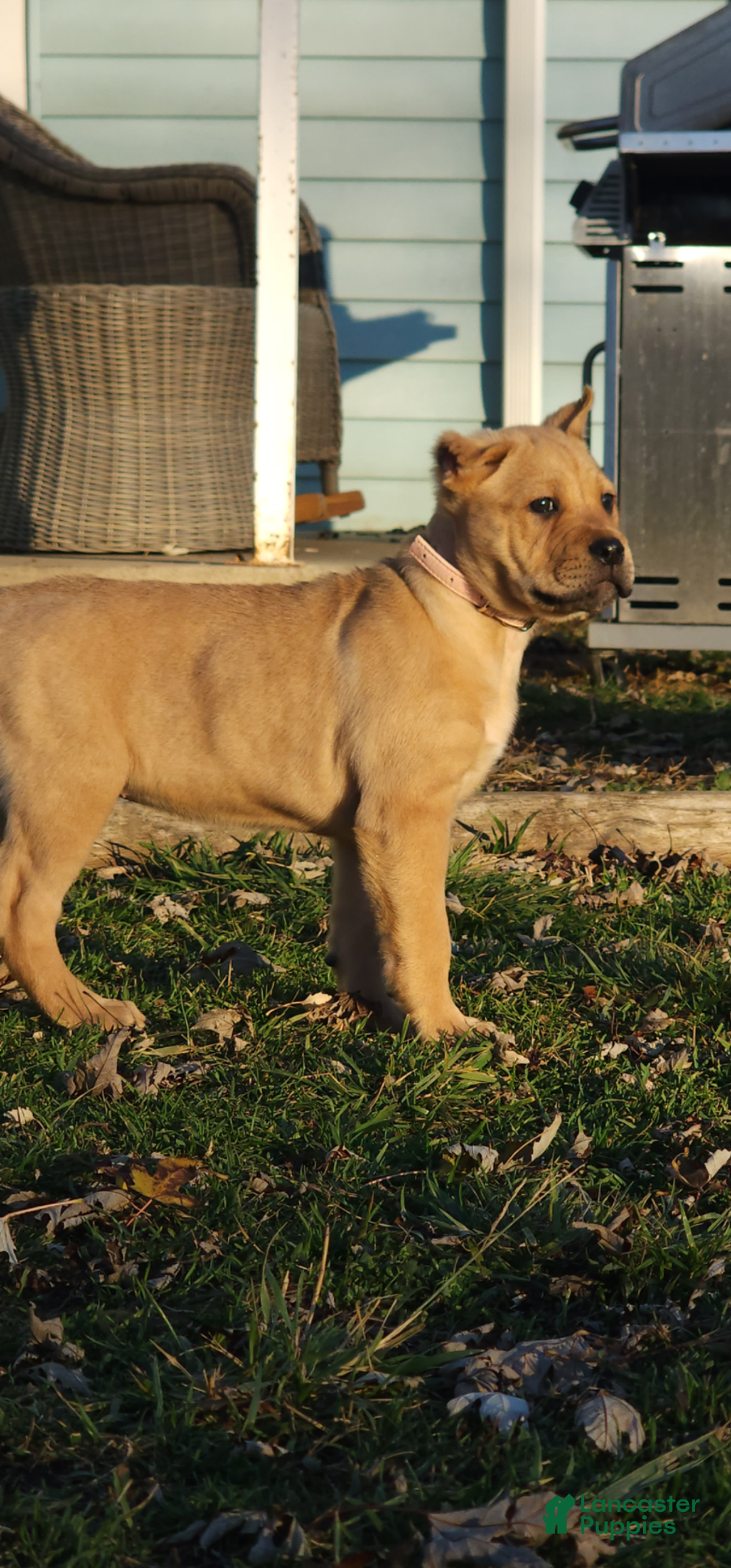 Cane Corso dogs for sale: delta - Ad 3