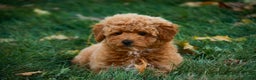 Shihpoo dogs for sale: Chase - Ad 9