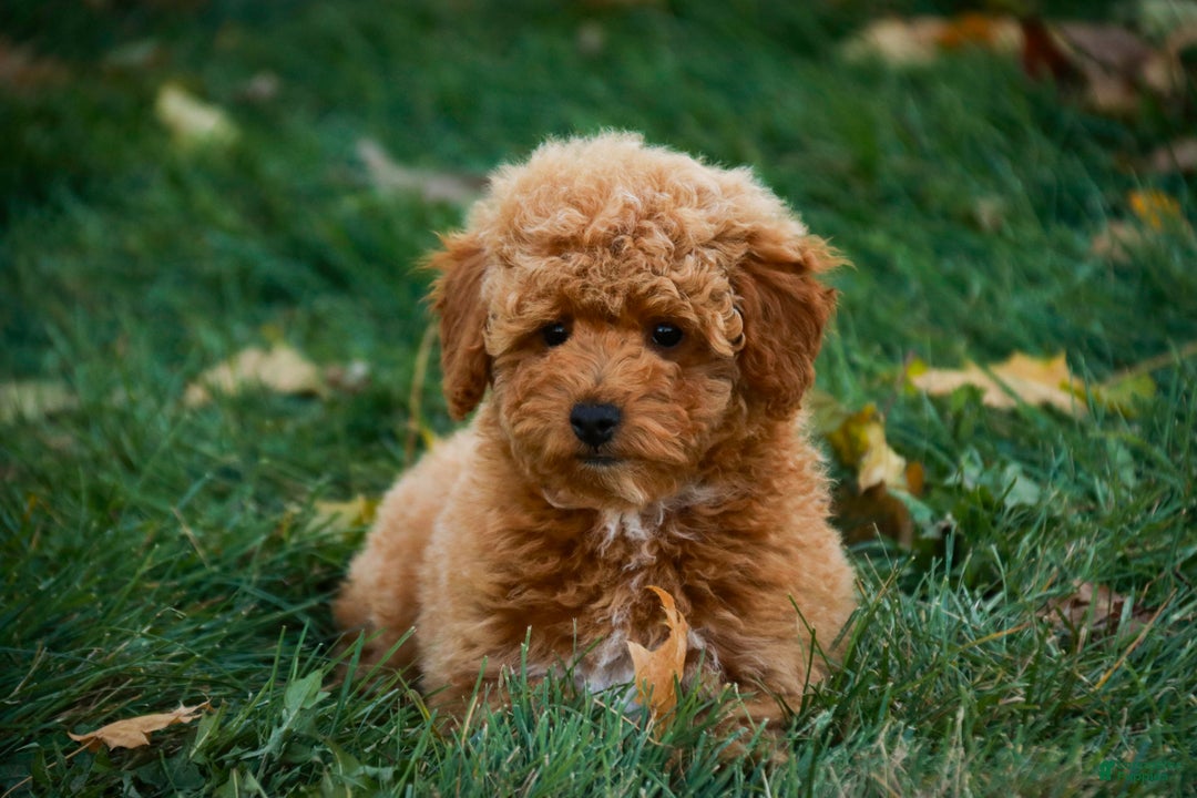 Shihpoo dogs for sale: Chase - Ad 9