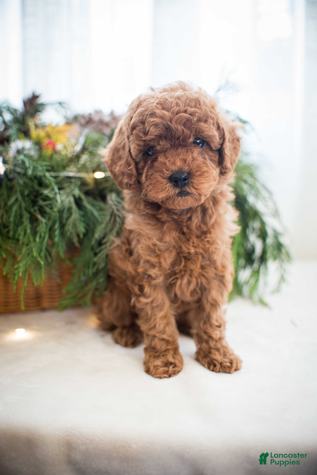 Miniature Poodle dogs for sale: Cindy Lou - Ad 12