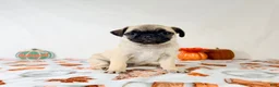 Pug dogs for sale: Paisley - Ad 6