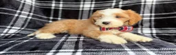 Cavapoo dogs for sale: Cobra - Ad 4