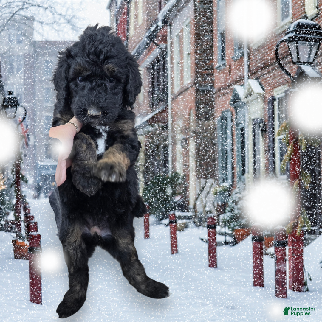 Standard Poodle dogs for sale: Standard Poodle Puppy 2 - Ad 1