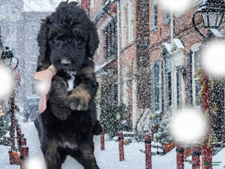 Standard Poodle dogs Standard Poodle Puppy 2 - Ad 23