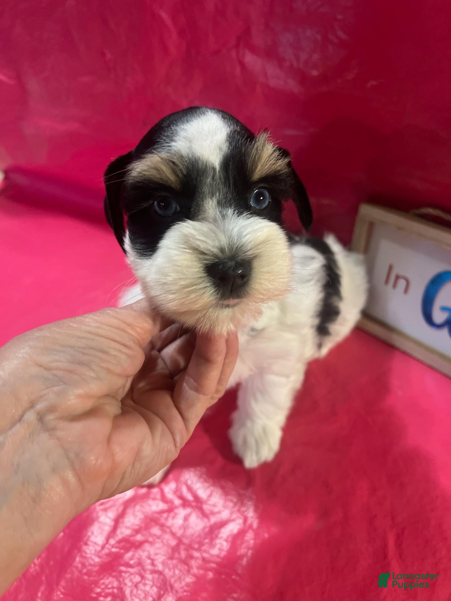 Miniature Schnauzer dogs for sale: Sophie (ri-coloured parti, double blue eyes) - Ad 1
