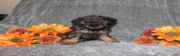 Yorkiepoo dogs for sale: Karter - Ad 1