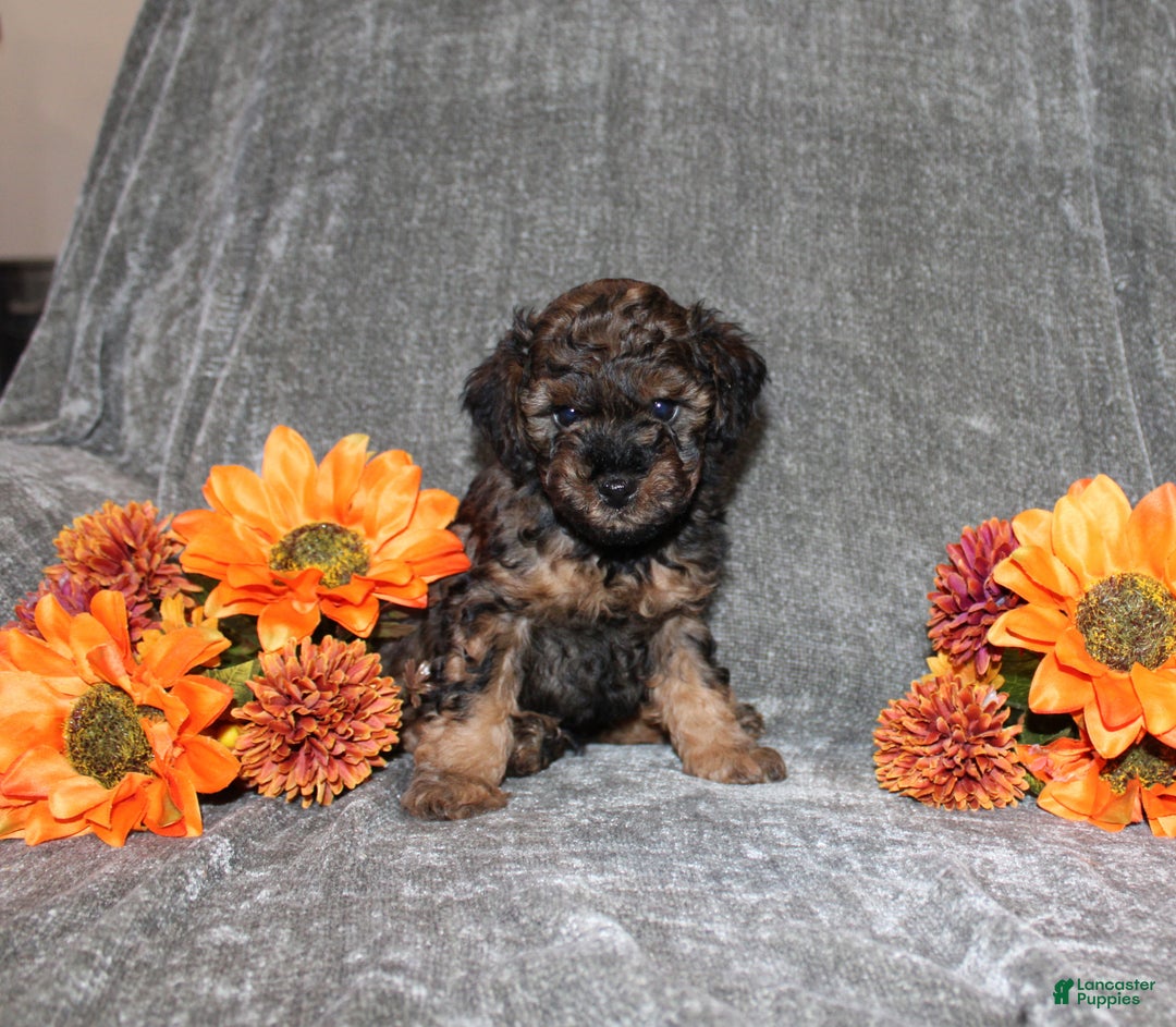 Yorkiepoo dogs for sale: Karter - Ad 1