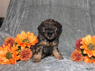 Yorkiepoo dogs Karter - Ad 15