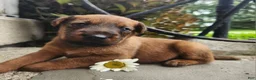 Irish Terrier dogs for sale: Rex - Ad 5