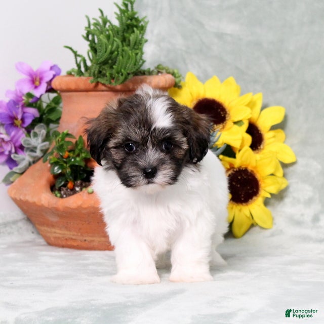 Teddy Bear dogs Unicorn - Ad 1