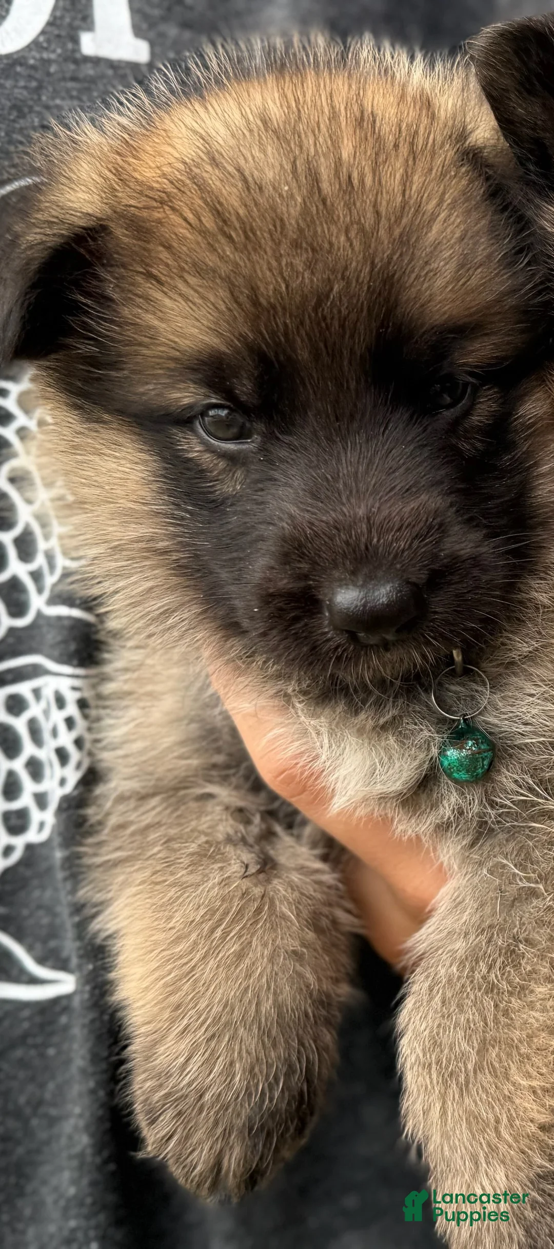 German Shepherd dogs for sale: Boy 3 - Ad 1