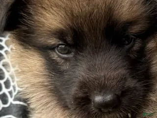 German Shepherd dogs Boy 3 - Ad 5