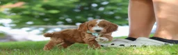 Mini Goldendoodle dogs for sale: Casper - Ad 4