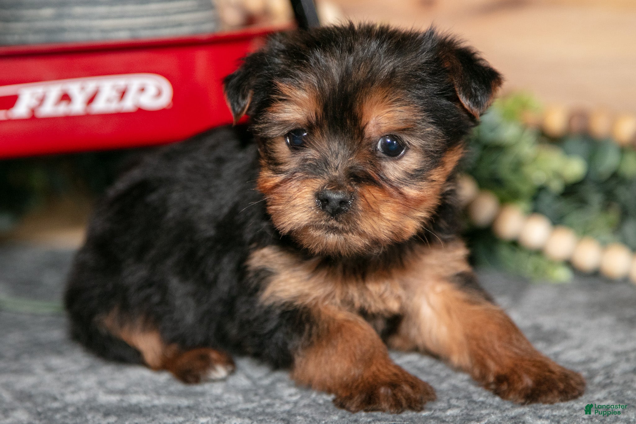 Yorkshire Terrier dogs Poppy - Ad 1
