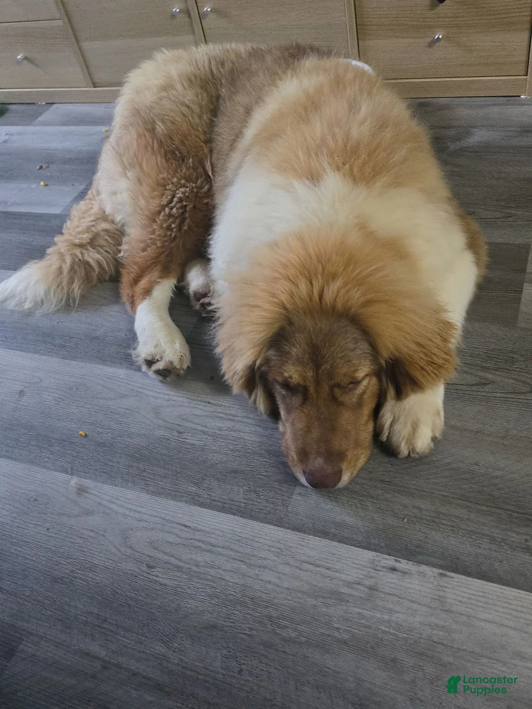 Karakachan dogs for sale: Karakachan 1 - Ad 3