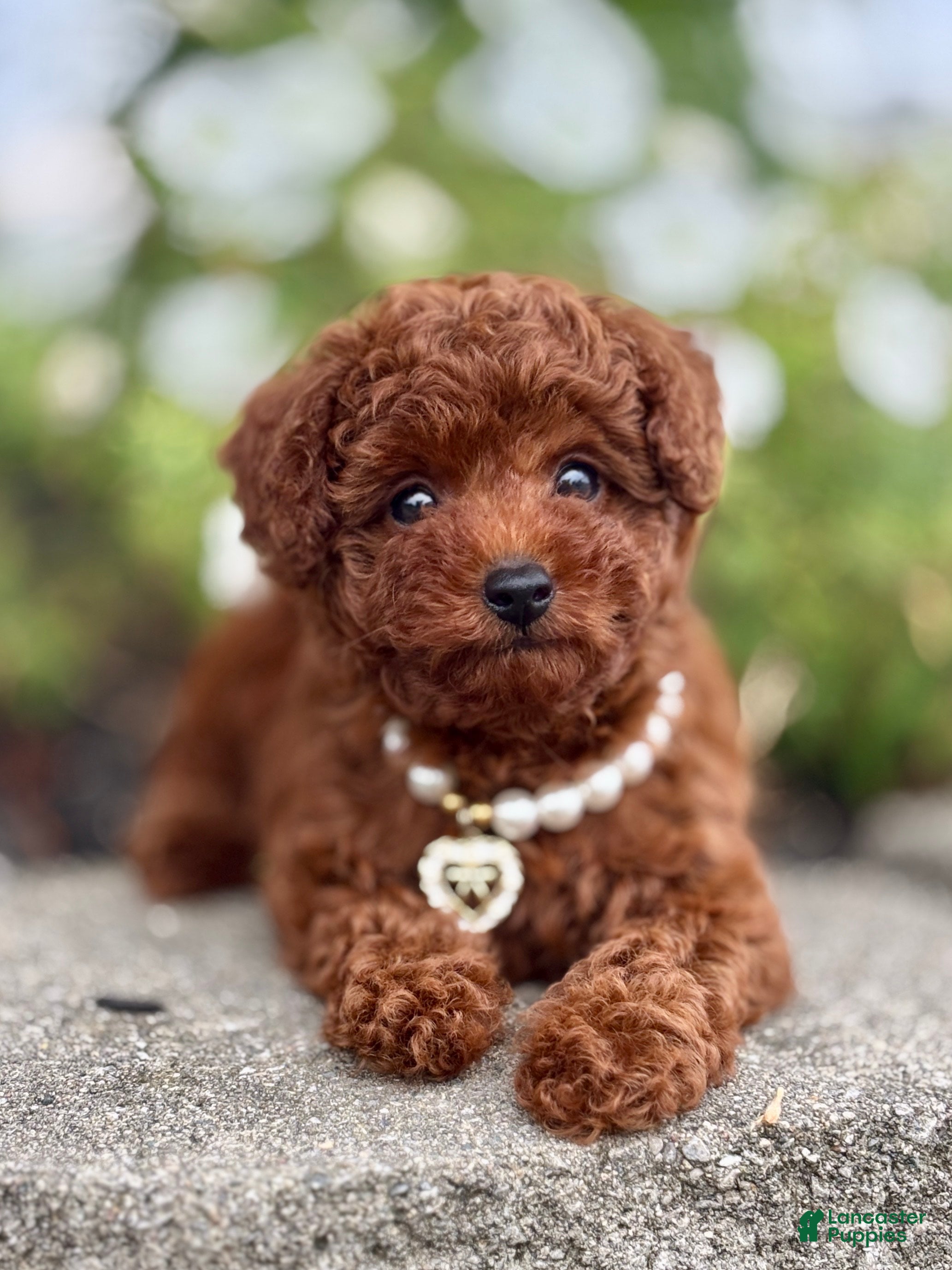 Toy Poodle dogs Mercy Toy Poodle  - Ad 1