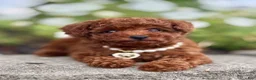 Toy Poodle dogs for sale: Mercy Toy Poodle  - Ad 1