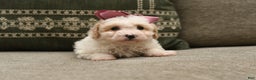 Bichpoo dogs for sale: Bailey - Ad 5