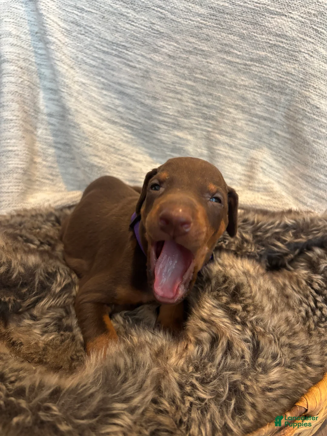 Doberman Pinscher dogs for sale: Roxy - Ad 2