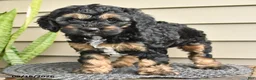Cockapoo dogs for sale: Brenda - Ad 3