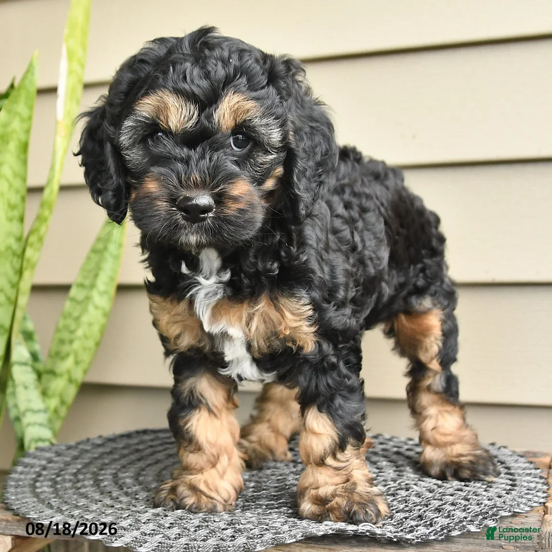 Cockapoo dogs for sale: Brenda - Ad 3