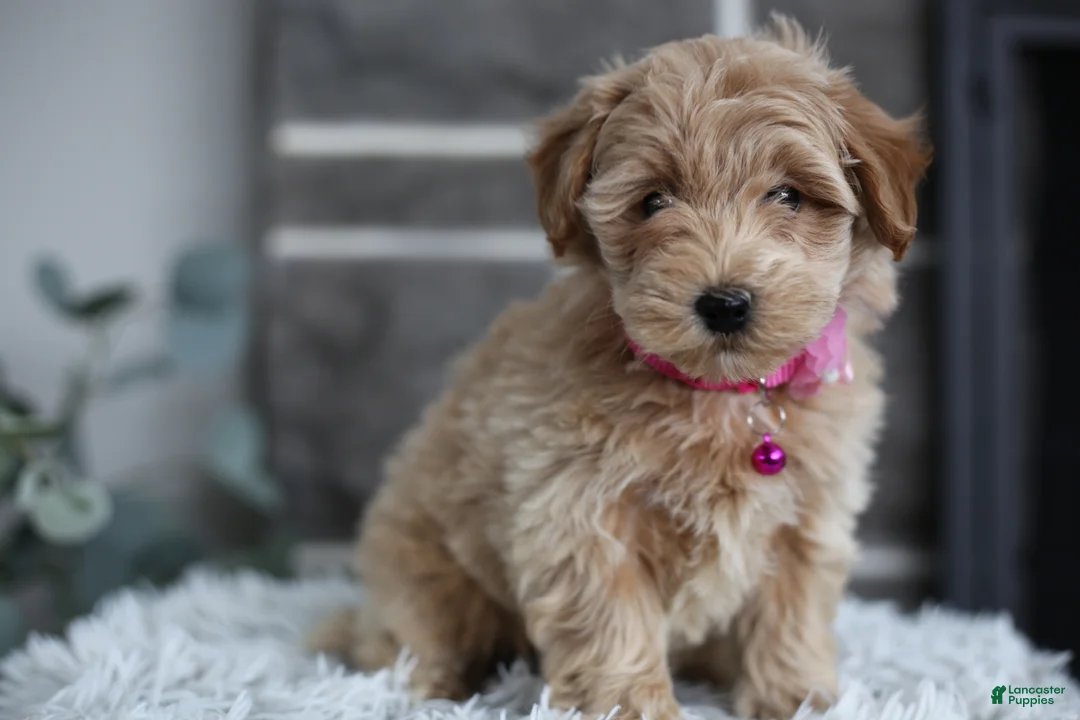 Maltipoo dogs for sale: Raya - Ad 7