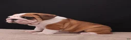 English Bulldog dogs for sale: Thor - Ad 9