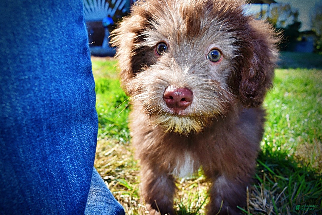 Havapoo dogs for sale: Hero - Ad 14