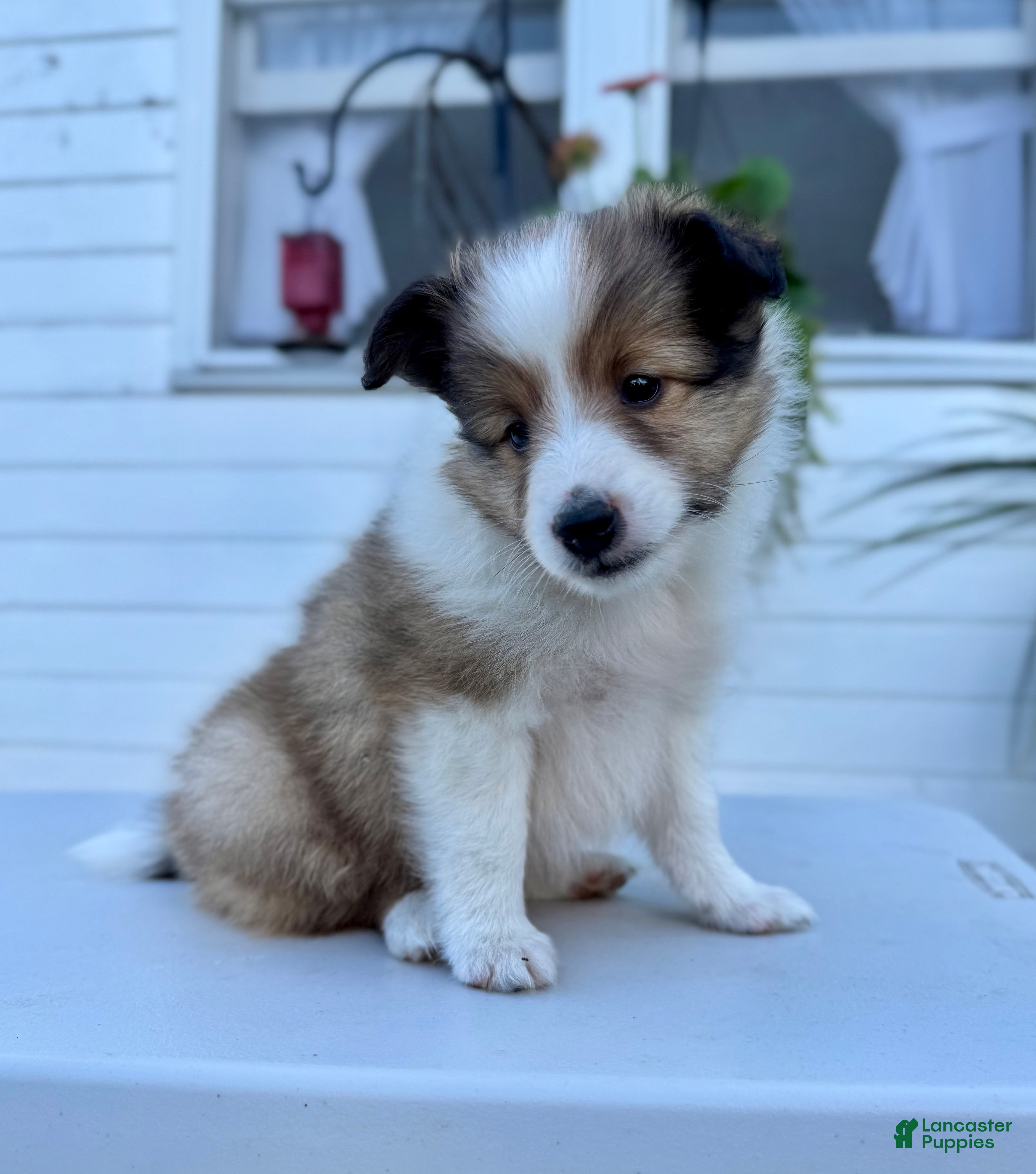 Shetland Sheepdog dogs Tucker - Ad 1
