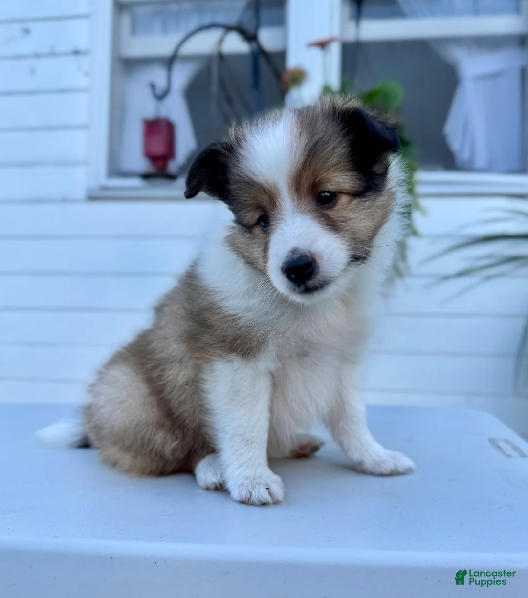 Shetland Sheepdog dogs for sale: Tucker - Ad 1