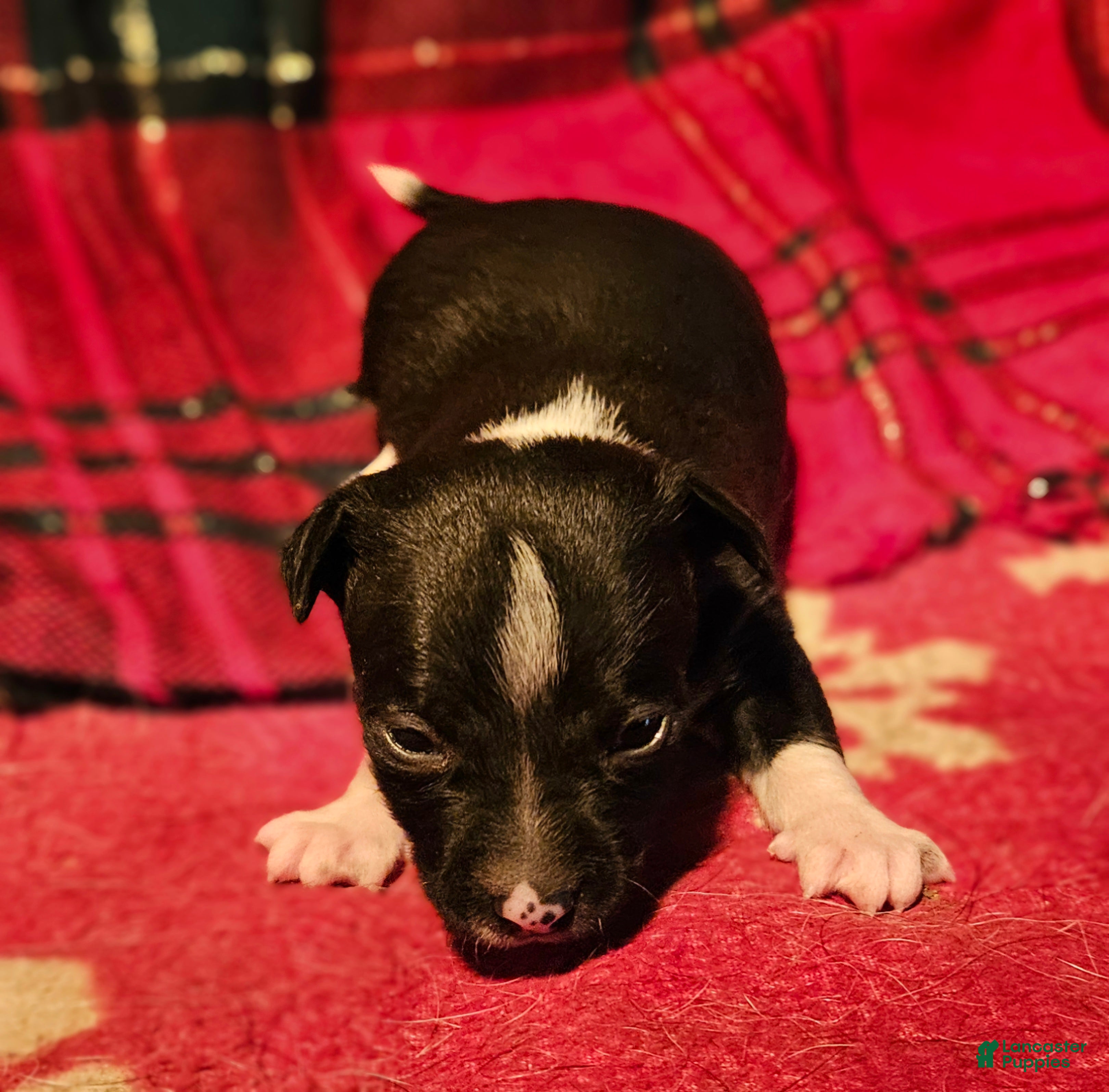 Chihuahua dogs Gregg - Ad 32