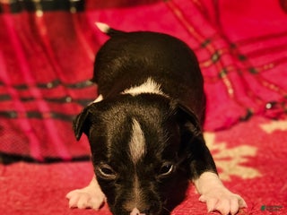 Chihuahua dogs Gregg - Ad 38