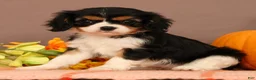 Cavalier King Charles Spaniel dogs for sale: Bridget - Ad 4